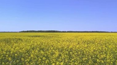 Blooming rapeseed field on a sunny summer day. Aerial view of wind waves at yellow Canola flowers. Harvest season for oil. Farm with yellow flowering oilseed blooms.