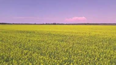 Blooming rapeseed field on a sunny summer day. Aerial view of wind waves at yellow Canola flowers. Harvest season for oil. Farm with yellow flowering oilseed blooms.