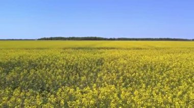 Blooming rapeseed field on a sunny summer day. Aerial view of wind waves at yellow Canola flowers. Harvest season for oil. Farm with yellow flowering oilseed blooms.