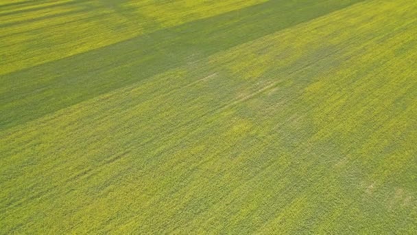 Aerial View Rapeseed Field Oilseed Flowers Blooming Yellow Canola Field — Vídeo de stock