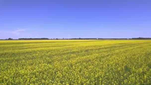 Fast Aerial Moving Motion Blur Canola Rapeseed Flowers Yellow Oilseed — Stock video
