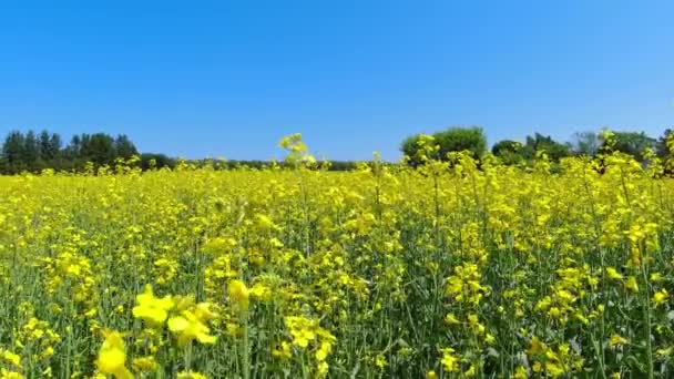 Large Field Flowering Rapeseed Canola Oilseed Yellow Flowers Moving Wind — Stok Video