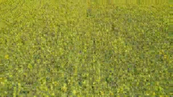 Быстрое Воздушное Движение Размывается Над Рапсовыми Цветами Канолы Цветут Желтые — стоковое видео