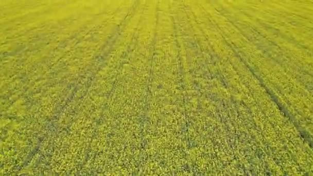 Fast Aerial Moving Motion Blur Canola Rapeseed Flowers Yellow Oilseed — Stock video