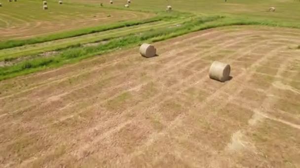 Воздушный Обзор Травы Пшеничных Рулонов Оставленных Поле После Сбора Зерновых — стоковое видео