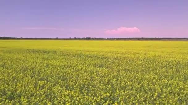 Blooming Rapeseed Field Sunny Summer Day Aerial View Wind Waves — 图库视频影像