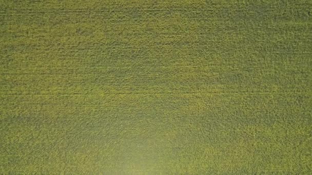 Arial View Rapeseed Field Countryside Summer Season Canola Plant Yellow — kuvapankkivideo