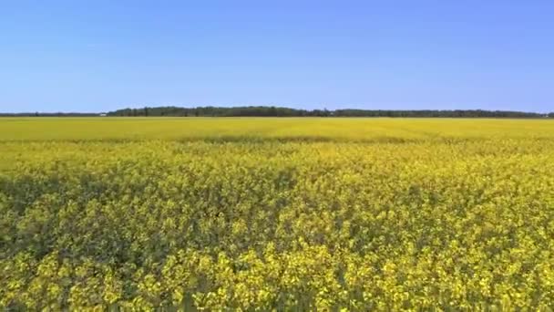 Blooming Rapeseed Field Sunny Summer Day Aerial View Wind Waves — Stok Video