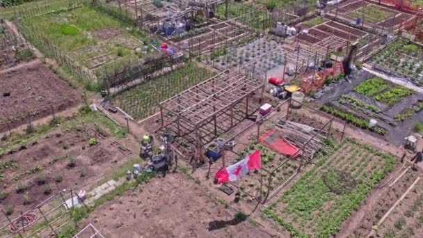 Community Garden Prepared Vegetables Fruits Farming Aerial View Urban Farms — Stockvideo