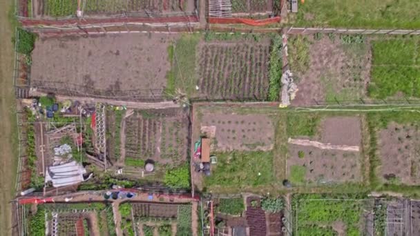 Stedelijk Tuinieren Verstedelijkte Moestuin Van Stad Luchtfoto Groeien Farming Groenten — Stockvideo