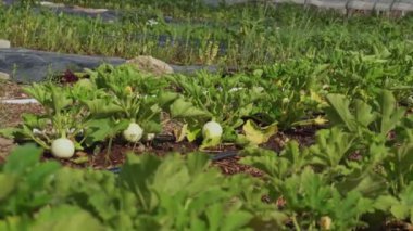 Organic vegetable community garden with pumpkin in summer. Seasonal planting in small urban farm in the middle of neighbourhood. Organic urban garden in the park at full growth.