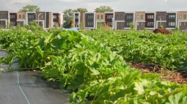 Growing vegetables in urban organic vegetable garden with the townhouses, homes and greenhouse of citizens at background. Leaves of cucumber, pumpkin and squash in small city farm, agriculture.
