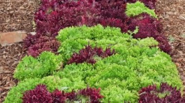 Bushes of lettuce salad seedlings in the soil of urban garden. Summer agricultural landscape farming and gardening in the city.