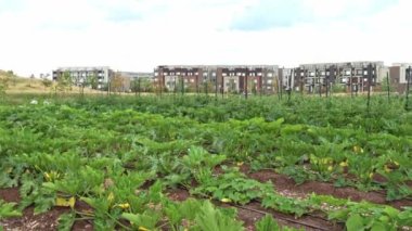 Growing vegetables in urban organic vegetable garden. Leaves of zucchini in small city farm, agriculture. Urban farming in the downtown of the American city.