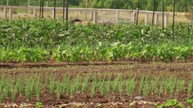 Raised garden beds with spinach plants, vegetables and green onion in community garden. Cultivation of self sustainable small city farm with salad and herbs.