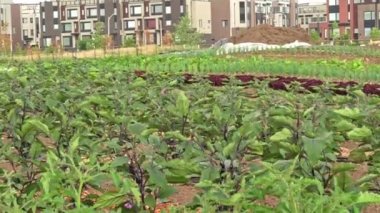 Raised garden beds with eggplant plants, vegetables and green onion in community garden with citizens houses on background. Cultivation of self sustainable small city farm with salad and herbs.