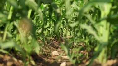 Moving focus in organic community vegetable garden with corn sidling. Community kitchen garden in the small neighbourhood at summer. Corn leaves in small urban farm.