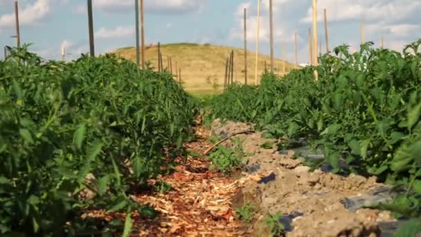 Urban Garden Public Park Community Farming Growing Food Plants Herbs — Vídeos de Stock