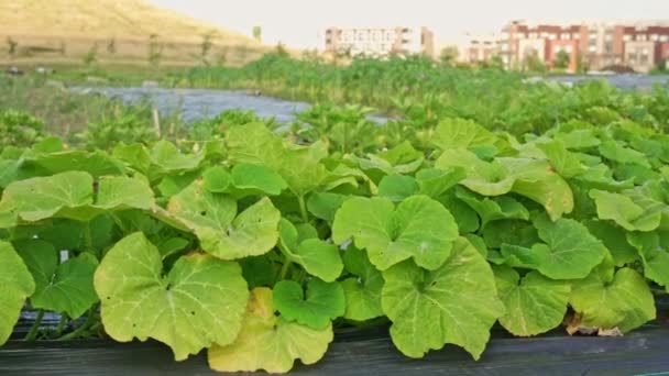 Καλλιέργεια Λαχανικών Στον Αστικό Βιολογικό Λαχανόκηπο Φόντο Αρχοντικά Σπίτια Και — Αρχείο Βίντεο