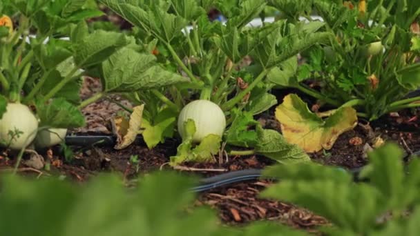 Organic Vegetable Community Garden Pumpkin Summer Seasonal Planting Small Urban — Video