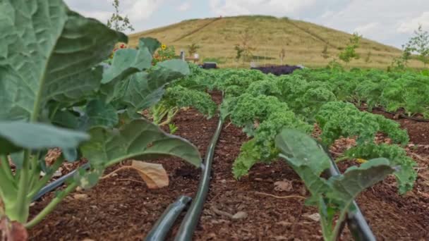 Bushes Kale Seedlings Soil Urban Garden Summer Agricultural Landscape Farming — Vídeo de Stock