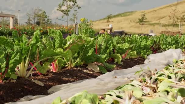 Bushes Kale Seedlings Soil Urban Garden Summer Agricultural Landscape Farming — Stock video