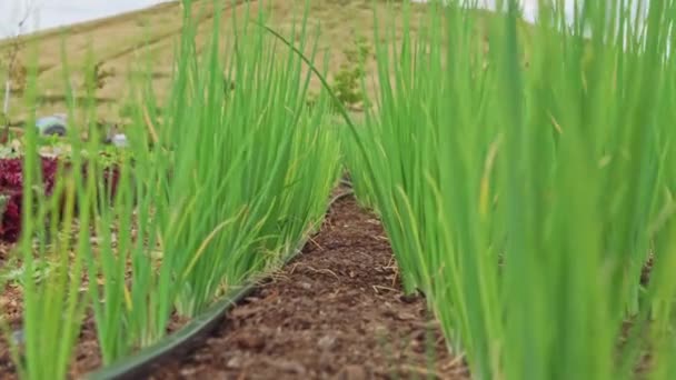 Organic Vegetable Community Garden Green Onion Chives Summer Seasonal Planting — 图库视频影像