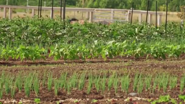 Виховані Садові Клумби Рослинами Шпинату Овочами Зеленою Цибулею Сільському Саду — стокове відео