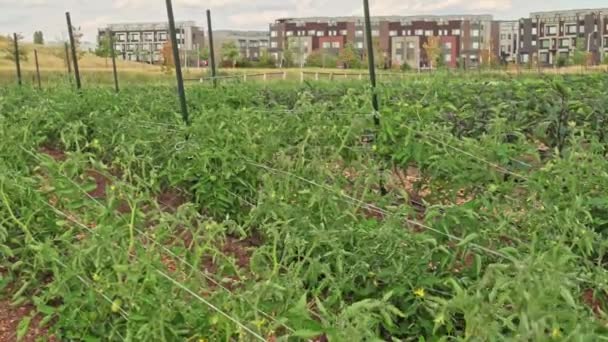 Urban Garden Public Park Community Farming Growing Food Plants Herbs — Vídeo de Stock