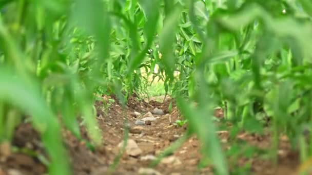 Фокус Середині Органічного Спільноти Овочевого Саду Кукурудзяним Сайдингом Кухонний Сад — стокове відео