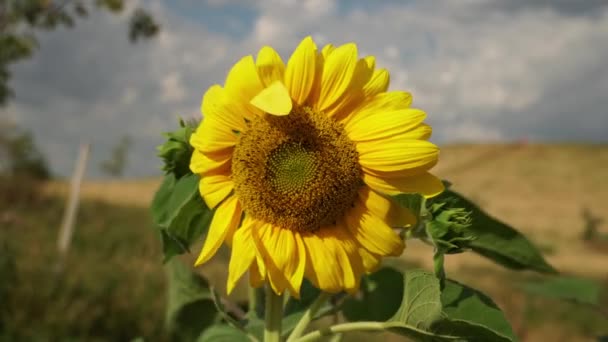 Sunflower Head Close Urban City Garden Harvesting Sunflower Seeds Agriculture — Stock video