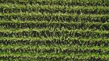 Geometrical aerial top view of a green corn field. Flying view of wind gushing through green corn seedlings. Wind playing and moving corn tops in pattern. Agricultural landscape.