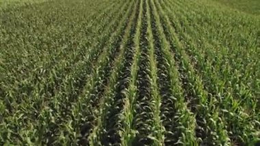 Beautiful aerial view of endless green agricultural field with crops on sunny and cloudy summer day. Flying over corn seedling field, harvest crops in the rural area countryside farm field.