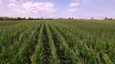 Agriculture. Leaves of corn seedling in sunny day. Corn plantation with green lush in field and farming of maize plants. Maize farm and harvest.