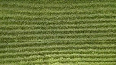 Geometrical aerial top view of a green corn field. Flying view of wind gushing through green corn seedlings. Wind playing and moving corn tops in pattern. Agricultural landscape.