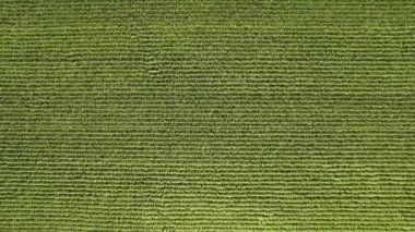 Aerial flying footage over a cornfield during sunny summer day. Top view over green agriculture corn crops field. American countryside farmland with fresh young corn seedling crops.