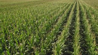 Aerial flight and rotation over green corn field. Rotation panoramic flying over young fresh green corn seedling farm.