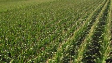 Aerial flight in circle over green corn field. Rotation panoramic flying over young fresh green corn seedling farm.