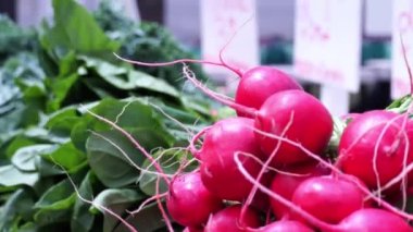 Organic produce on sale at outdoor farmers market, fresh vegetables at small local urban market. Selling fresh crops and veggies, raddish harvest close up.