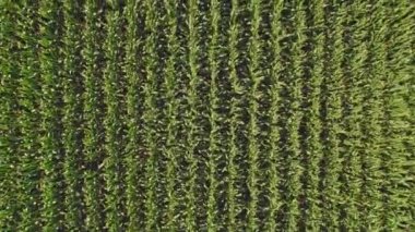 Aerial view top shot of green large field with corn crops at summer day. Agriculture food production, plantation and harvest concept. Above top view of young fresh seedling crops lines zooming in.