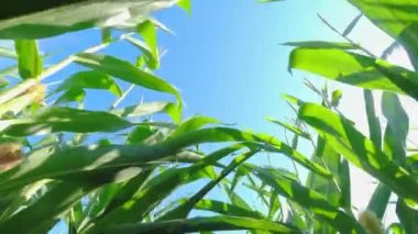 Walking farmer through row of corn seedling crops point of view, in the field at the summer season. Close-up green corn in the field. Agriculture, farming and harvest of ripen corn.