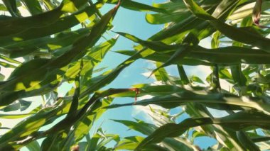 Examination of young seedling cobs of unripe corn inside cornfield, view from soil or ground to the sky. Middle of a corn field leaves and lush moving slowly from wind. Unique perspective view.