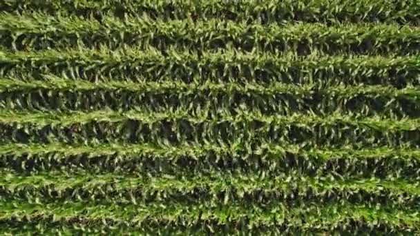Geometrical Aerial Top View Green Corn Field Flying View Wind — Vídeo de Stock