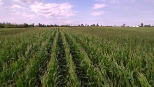 Agriculture Leaves Corn Seedling Sunny Day Corn Plantation Green Lush — Vídeo de stock