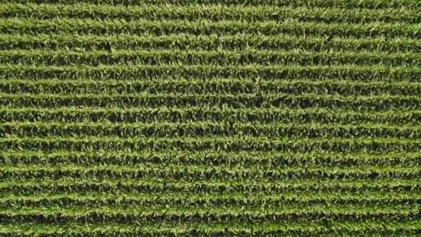 Geometrical Aerial Top View Green Corn Field Flying View Wind — Vídeo de Stock