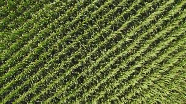 Corn Field Agricultural Landscape Cinematic Footage View Corn Maize Seedling — Video Stock