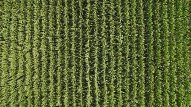 Geometrical Aerial Top View Green Corn Field Flying View Wind — Wideo stockowe