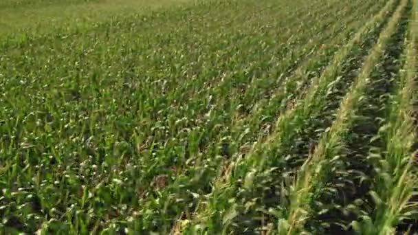 Aerial Flight Circle Green Corn Field Rotation Panoramic Flying Young — Stok video