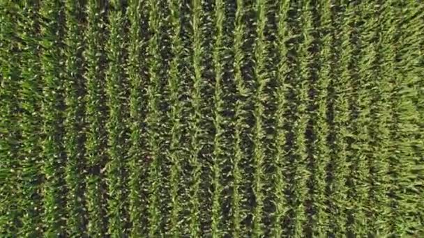 Aerial View Top Shot Green Large Field Corn Crops Summer — Stockvideo