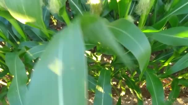 Cinematic Pan Fresh Young Corn Field Crops Summer Evening Golden — Wideo stockowe
